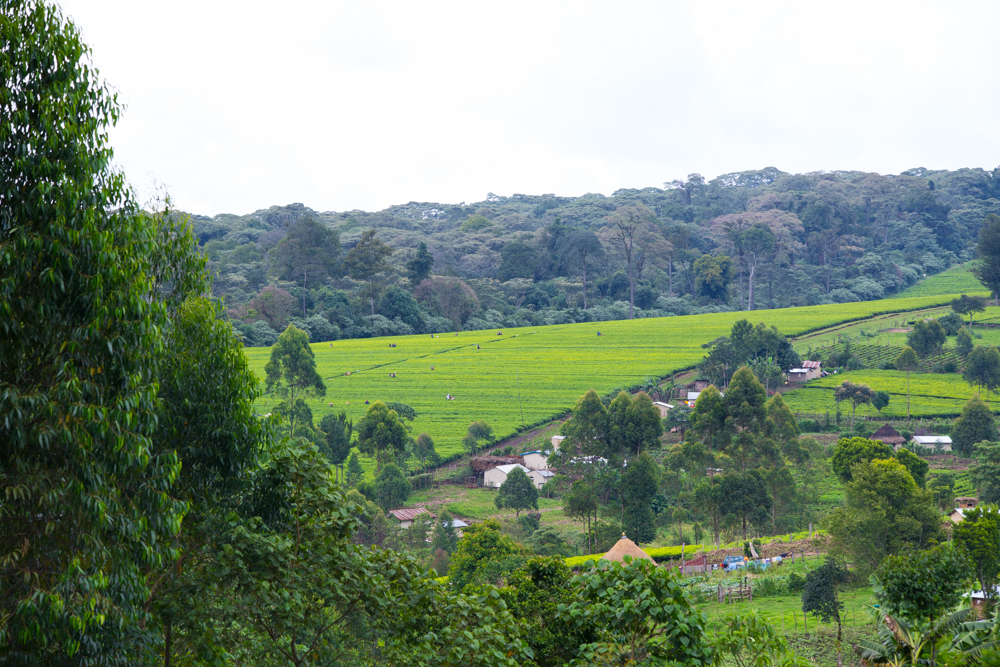 Biodiversity within the buffer zones